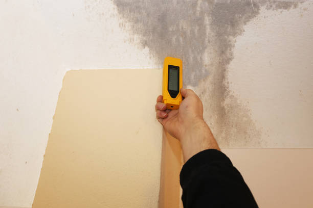 Best Mold Remediation for Healthcare Facilities  in Knightstown, IN