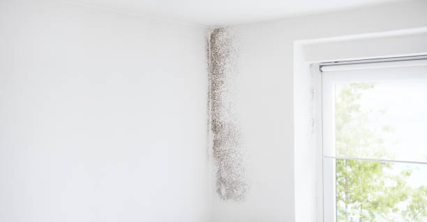 Best Mold-Related Health Consultation  in Knightstown, IN