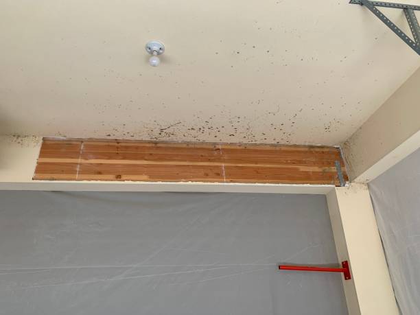 Reliable Knightstown, IN Mold Removal Solutions