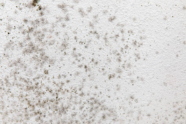 Best Black Mold Removal  in Knightstown, IN