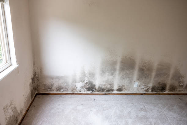 Professional Mold Removal in Knightstown, IN