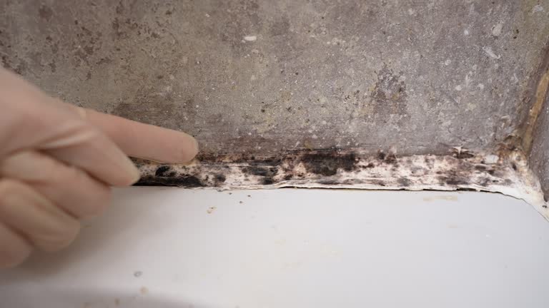 Best Real Estate Mold Inspection  in Knightstown, IN